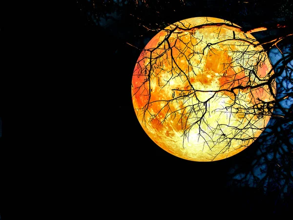 Super blood moon silhouette dry tree — Stock Photo, Image