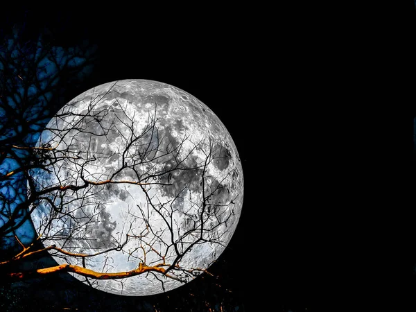 Super moon silhouette dry tree — Stock Photo, Image