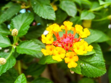 Lantana sarı renkli sesi güzellik çiçek