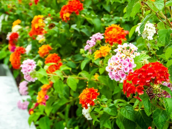 Lantana colorful tone beauty flowers in garden — Stock Photo, Image