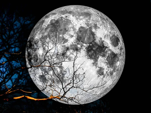 Super lua silhueta árvore seca — Fotografia de Stock