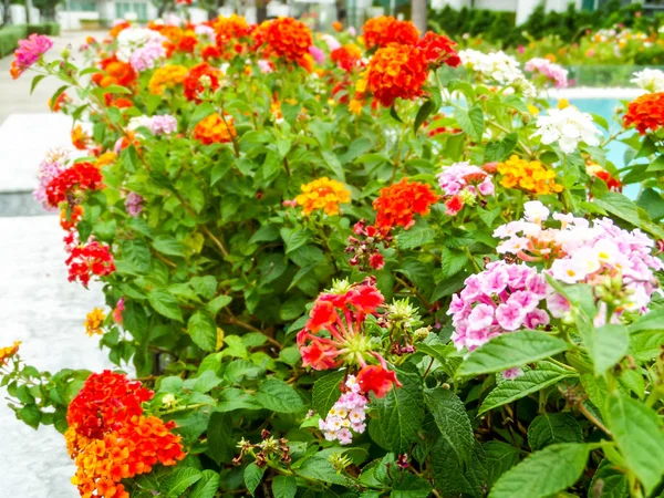 Lantana magenta yellow orange colorful tone beauty flower and sw — Stock Photo, Image