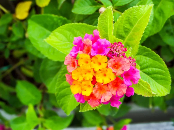 Lantana purpurová žlutá barevný tón Krása květin — Stock fotografie