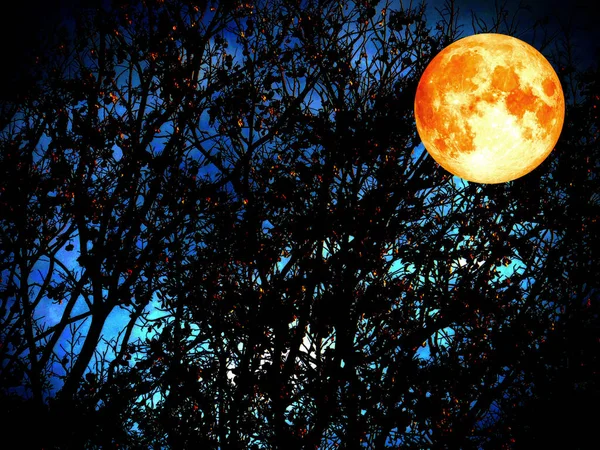 Super lua sombras escuro da floresta crepúsculo tempo fundo — Fotografia de Stock