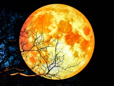 super blood moon silhouette dry tree clipart