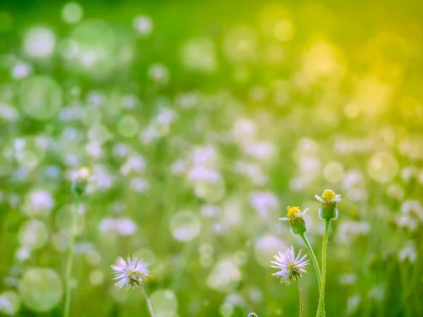 Två gräs blomma snö faller under våren — Stockfoto