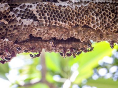 işçi arı pumeria ağacının altında
