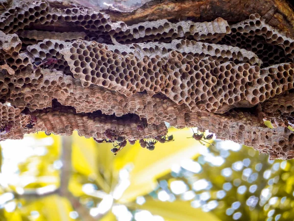 Wespenarbeiter und Bienenwespe auf Kleebaum im Garten — Stockfoto