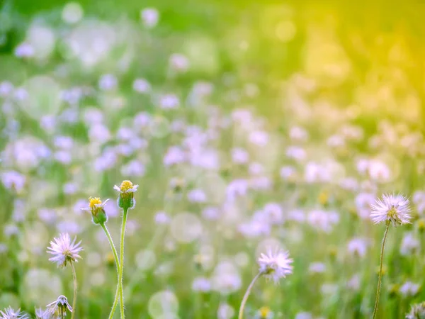 Två gräs blomma snö faller under våren — Stockfoto