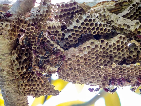 Trabalhador de vespa e vespa da colmeia na árvore de plumeria verde no jardim — Fotografia de Stock