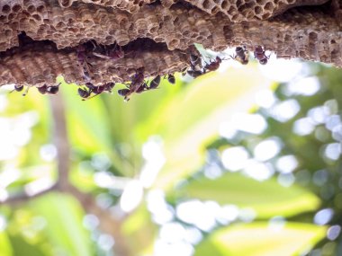 işçi arı pumeria ağacının altında