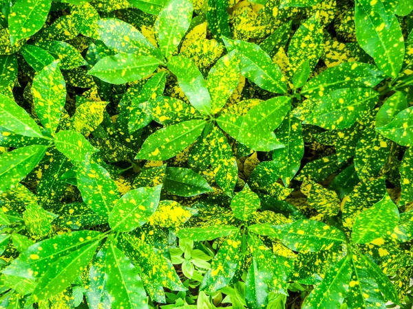 Croton, Codiaeum variegatium (L.) Blume, is plant to decor in gar — стоковое фото