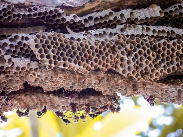Wespenarbeiter und Bienenwespe auf Kleebaum im Garten — Stockfoto