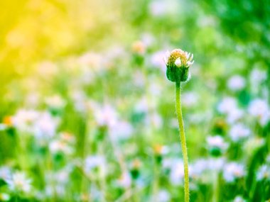 yeşil çimen çiçek çiçeklenme tüm alan sonbaharda