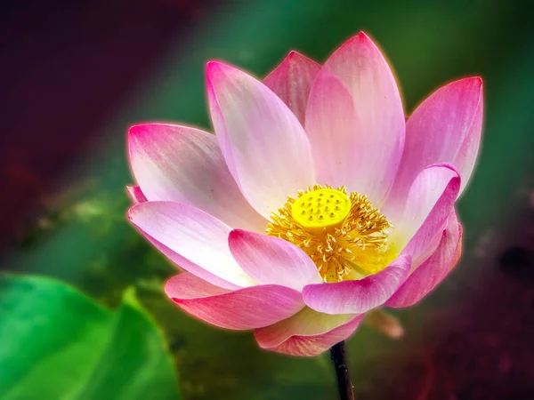 Colorful lotus floating on pool sunlight in morning — Stock Photo, Image