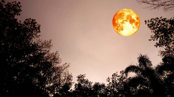 Super luna de sangre en el cielo sobre el bosque — Foto de Stock