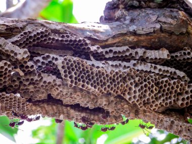 yaban arısı işçi ve kovan arı Bahçe Yeşil plumeria ağaç üzerinde
