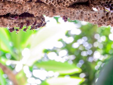 yaban arısı işçi ve kovan arı Bahçe Yeşil plumeria ağaç üzerinde