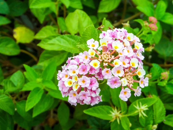 Lantana πολύχρωμο ροζ λευκό κίτρινο τόνο ομορφιάς λουλούδι — Φωτογραφία Αρχείου