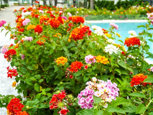 Lantana barevný tón krásy květ mezi zahradní bazén — Stock fotografie
