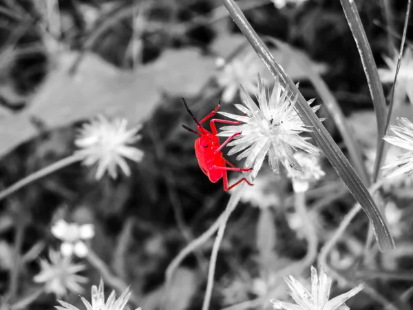 Rote Wanze auf Grasblume im Garten — Stockfoto