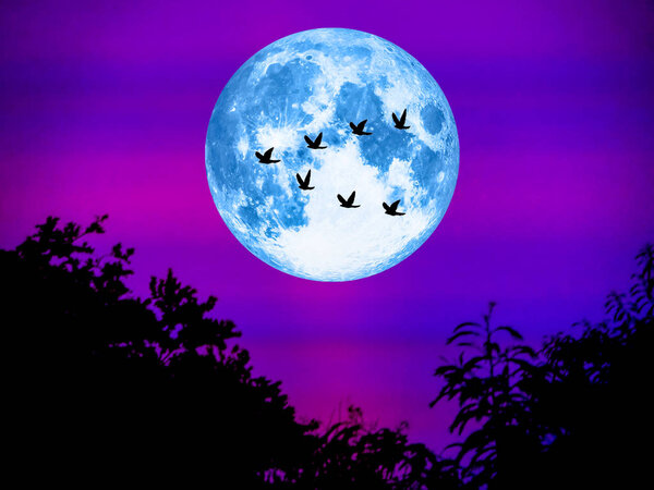 Bird fly away home and super moon in light night