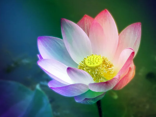 Colorful lotus floating on pool sunlight in morning — Stock Photo, Image