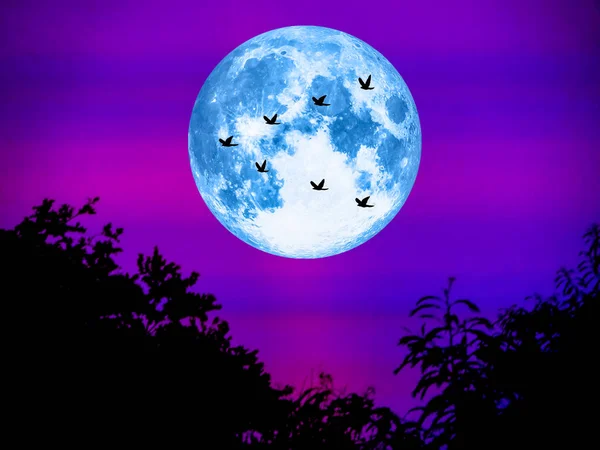 Burung terbang pulang dan bulan super di malam hari cahaya — Stok Foto