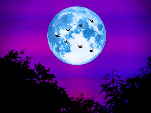 Birds fly away home and the super moon in light night