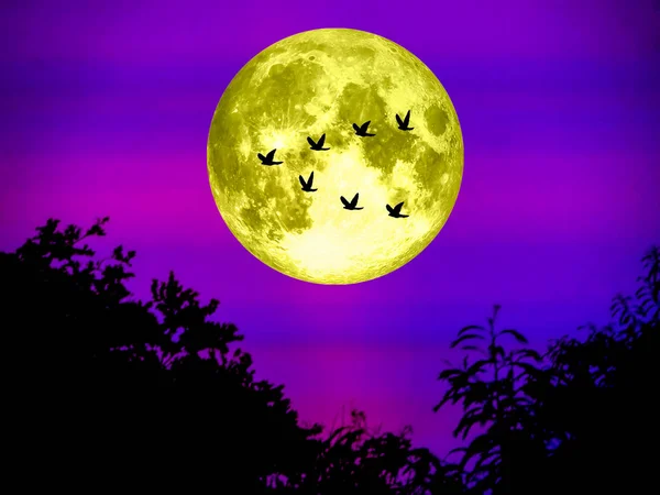 Burung terbang pulang ke rumah bulan super di langit malam cahaya — Stok Foto