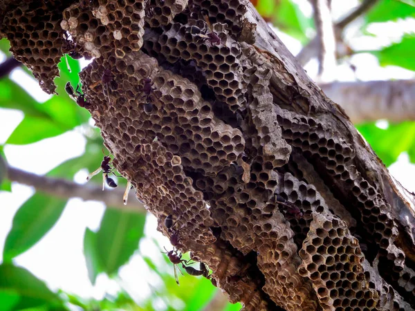 Wasp worker and hive wasp on tree in garden — Stock Photo, Image