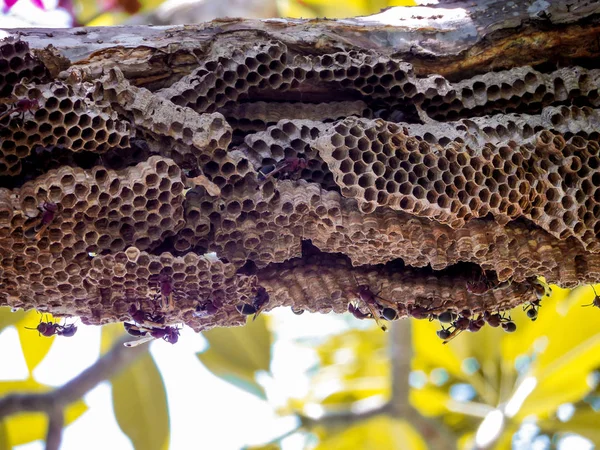 Wespenarbeiter und Bienenwespe an Baum im Garten — Stockfoto