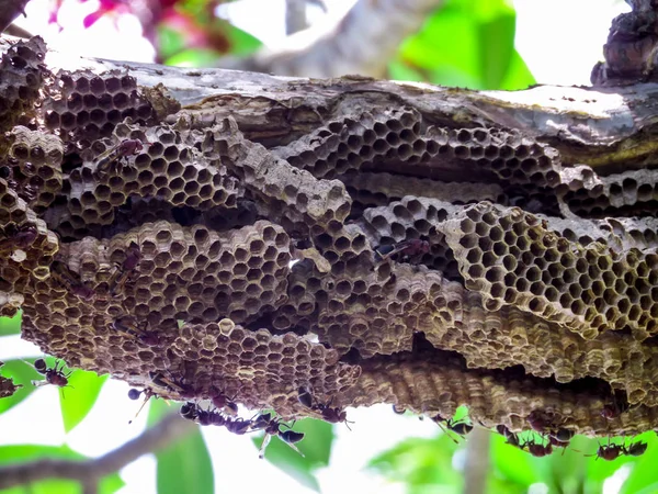 Wespenarbeiter und Bienenwespe an Baum im Garten — Stockfoto