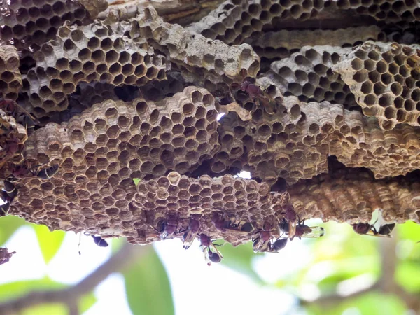 Wespenarbeiter und Bienenwespe auf grünem Zwetschgenbaum im Garten — Stockfoto