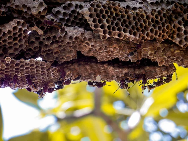 Wespenarbeiter und Bienenwespe auf Kleebaum im Garten — Stockfoto