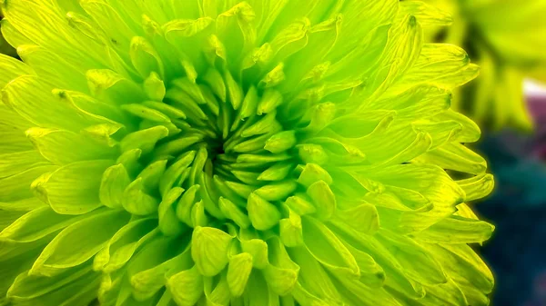 Close-up te chrysant bloem bloeien in tuin — Stockfoto