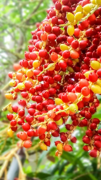 Palm frö. Färg har ändras till grön gul orange och röda — Stockfoto