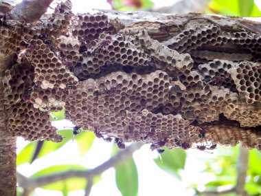 işçi arı pumeria ağacının altında