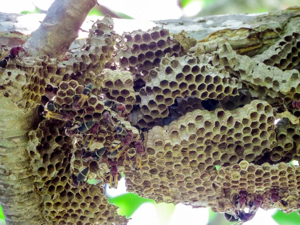 Trabalhador da vespa e vespa da colmeia na árvore no jardim — Fotografia de Stock