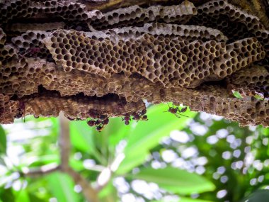 işçi arı pumeria ağacının altında