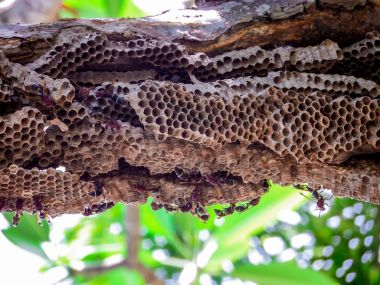 işçi arı pumeria ağacının altında