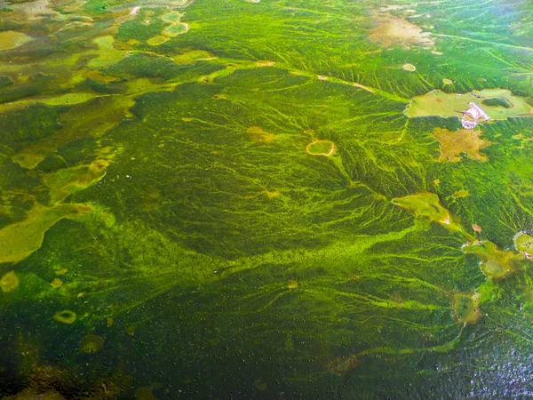 Blue green algae cover sea surface near coast — Stock Photo, Image