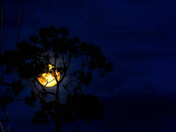 Lua luz e árvore silhueta na noite — Fotografia de Stock