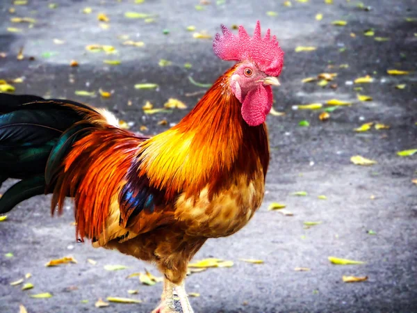 horoz karga Tay tavuk seyir bir şey doğa grupta