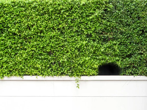 green plant wall and hole on white concrete wall