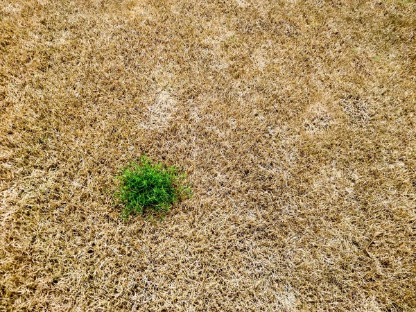 Grama verde sobrevivência quantidade marrom secar a grama — Fotografia de Stock