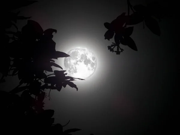Super maan op donkere hemel en silhouette boom — Stockfoto
