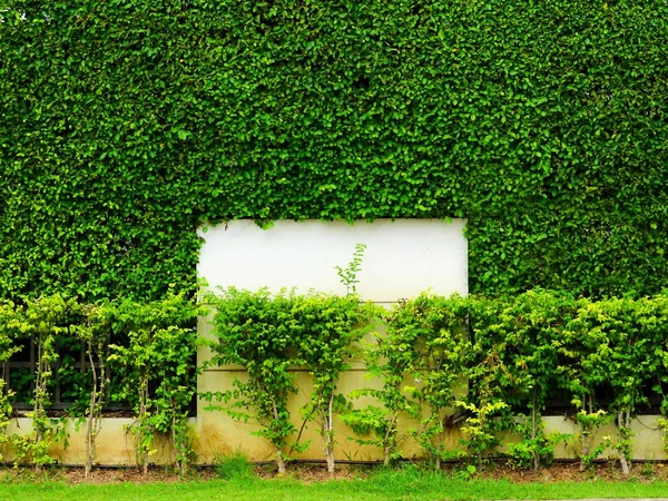 Зелені рослини настінної природи і м'який білий бетон в саду — стокове фото