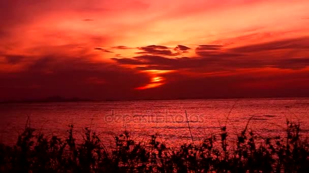 Röd himmel solnedgång på havet siluett växt gräs på stranden — Stockvideo