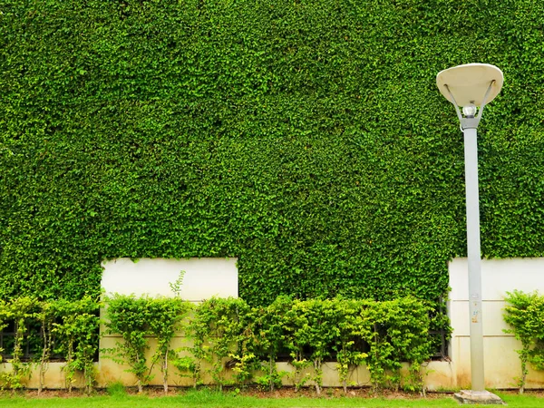 Зелені рослини настінної природи і білого бетону і ліхтарної піни — стокове фото